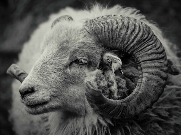 Chi tiết về tiểu cừu